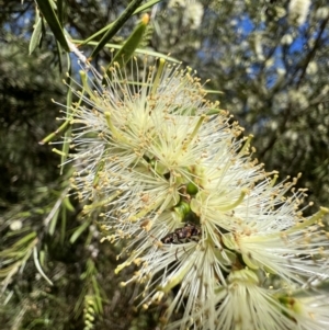 Eleale pulchra at Murrumbateman, NSW - 29 Dec 2021