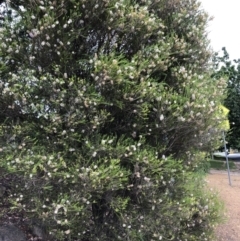 Melaleuca armillaris (Bracelet Honey Myrtle) at Hughes, ACT - 27 Dec 2021 by ruthkerruish