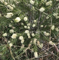 Melaleuca armillaris at Hughes, ACT - 27 Dec 2021 01:53 PM