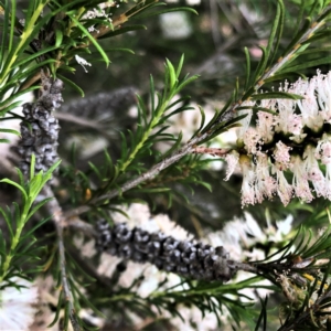 Melaleuca armillaris at Hughes, ACT - 27 Dec 2021