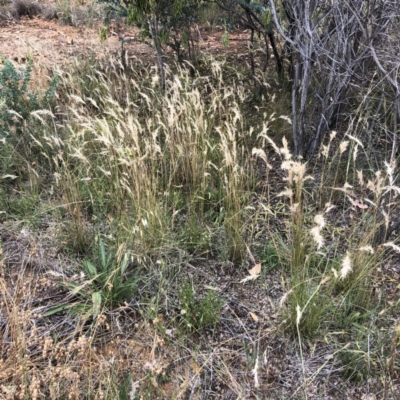 Rytidosperma sp. (Wallaby Grass) at Red Hill to Yarralumla Creek - 27 Dec 2021 by ruthkerruish
