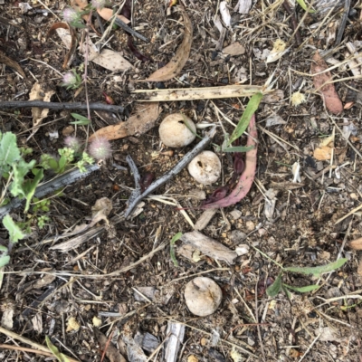 Bovista (A puffball) at Hughes, ACT - 28 Dec 2021 by ruthkerruish