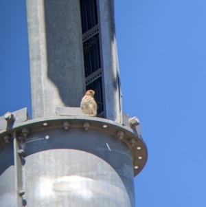 Falco cenchroides at Gundagai, NSW - 29 Dec 2021 11:02 AM