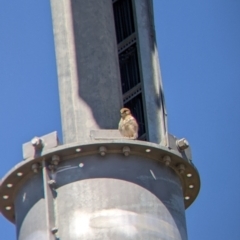 Falco cenchroides at Gundagai, NSW - 29 Dec 2021 11:02 AM