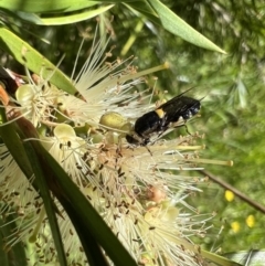 Odontomyia hunteri (Soldier fly) at Murrumbateman, NSW - 29 Dec 2021 by SimoneC