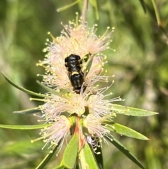 Odontomyia hunteri at Murrumbateman, NSW - 29 Dec 2021