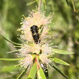 Odontomyia hunteri at Murrumbateman, NSW - 29 Dec 2021