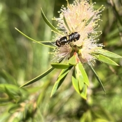 Odontomyia hunteri at Murrumbateman, NSW - 29 Dec 2021 12:00 PM