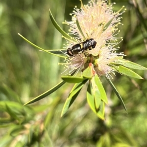 Odontomyia hunteri at Murrumbateman, NSW - 29 Dec 2021 12:00 PM