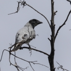 Coracina novaehollandiae (Black-faced Cuckooshrike) at Higgins, ACT - 25 Dec 2021 by AlisonMilton