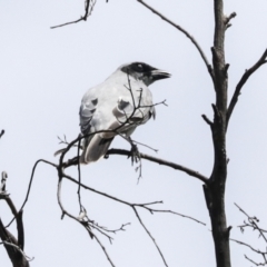 Coracina novaehollandiae at Higgins, ACT - 25 Dec 2021