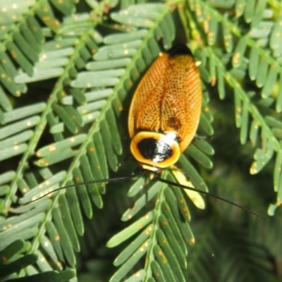 Ellipsidion australe (Austral Ellipsidion cockroach) at QPRC LGA - 24 Dec 2021 by Christine