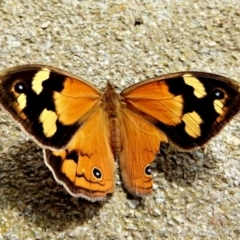 Heteronympha merope (Common Brown Butterfly) at Crooked Corner, NSW - 27 Dec 2021 by Milly