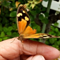 Heteronympha merope at Crooked Corner, NSW - 28 Dec 2021 09:44 AM