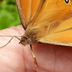 Heteronympha merope at Crooked Corner, NSW - 28 Dec 2021 09:44 AM