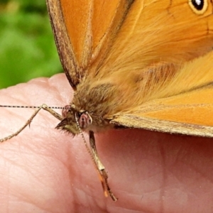 Heteronympha merope at Crooked Corner, NSW - 28 Dec 2021 09:44 AM