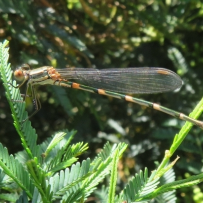 Austrolestes leda (Wandering Ringtail) at QPRC LGA - 24 Dec 2021 by Christine