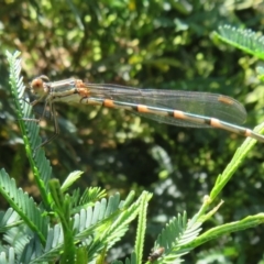 Austrolestes leda at Lake George, NSW - 24 Dec 2021