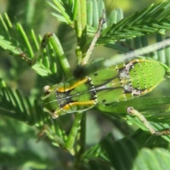 Caedicia simplex (Common Garden Katydid) at QPRC LGA - 24 Dec 2021 by Christine