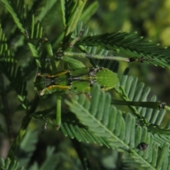 Caedicia simplex at Lake George, NSW - 24 Dec 2021