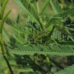 Caedicia simplex at Lake George, NSW - 24 Dec 2021