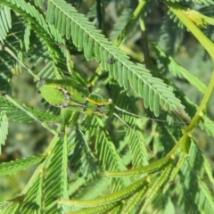 Caedicia simplex at Lake George, NSW - 24 Dec 2021