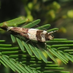 Macrobathra desmotoma ( A Cosmet moth) at Lake George, NSW - 24 Dec 2021 by Christine