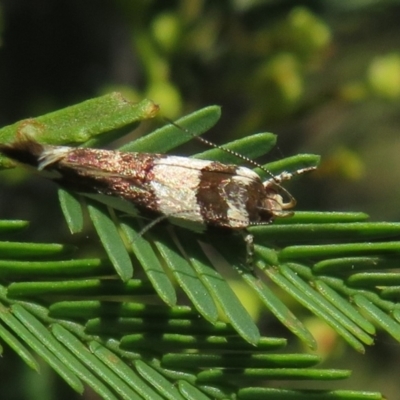 Macrobathra desmotoma ( A Cosmet moth) at QPRC LGA - 24 Dec 2021 by Christine