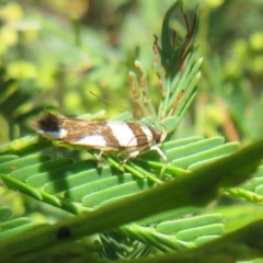 Macrobathra desmotoma at Lake George, NSW - 24 Dec 2021 01:35 PM