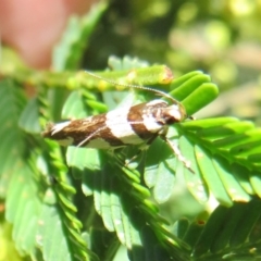 Macrobathra desmotoma at Lake George, NSW - 24 Dec 2021 01:35 PM