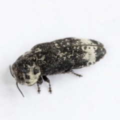 Hypocisseis suturalis (Cherry Ballart Jewel Beetle) at Bruce Ridge to Gossan Hill - 23 Dec 2021 by AlisonMilton