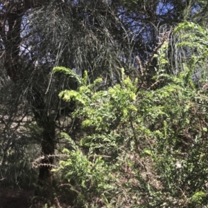 Acacia paradoxa at Rhyll, VIC - 16 Dec 2021