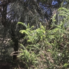 Acacia paradoxa (Kangaroo Thorn) at Rhyll, VIC - 16 Dec 2021 by Tapirlord