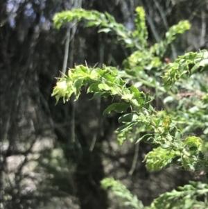 Acacia paradoxa at Rhyll, VIC - 16 Dec 2021