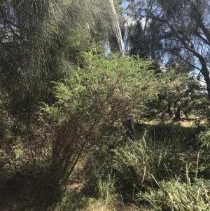 Acacia paradoxa at Rhyll, VIC - 16 Dec 2021