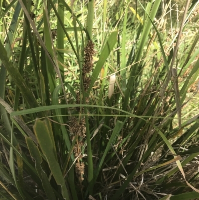 Lomandra longifolia (Spiny-headed Mat-rush, Honey Reed) at Rhyll, VIC - 16 Dec 2021 by Tapirlord