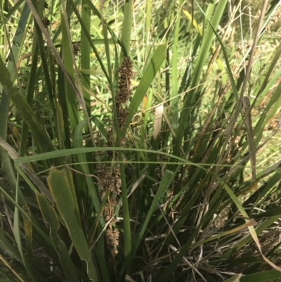 Lomandra longifolia (Spiny-headed Mat-rush, Honey Reed) at Phillip Island Nature Park - 16 Dec 2021 by Tapirlord