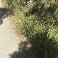 Lomandra longifolia at Rhyll, VIC - 16 Dec 2021 11:10 AM