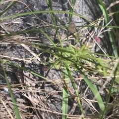 Galium aparine (Goosegrass, Cleavers) at Phillip Island Nature Park - 16 Dec 2021 by Tapirlord