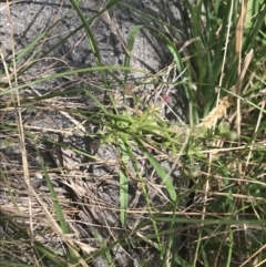 Galium aparine at Rhyll, VIC - 16 Dec 2021