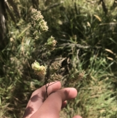 Dactylis glomerata (Cocksfoot) at Phillip Island Nature Park - 16 Dec 2021 by Tapirlord