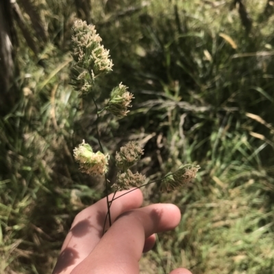 Dactylis glomerata (Cocksfoot) at Phillip Island Nature Park - 16 Dec 2021 by Tapirlord