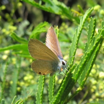 Nacaduba biocellata (Two-spotted Line-Blue) at QPRC LGA - 24 Dec 2021 by Christine