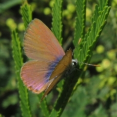 Nacaduba biocellata at Lake George, NSW - 24 Dec 2021