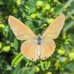 Nacaduba biocellata at Lake George, NSW - 24 Dec 2021