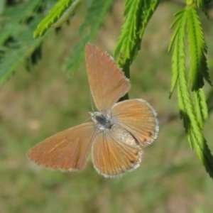 Nacaduba biocellata at Lake George, NSW - 24 Dec 2021