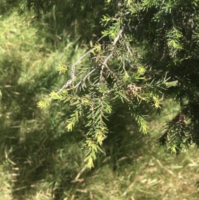 Melaleuca ericifolia (Swamp Paperbark) at Rhyll, VIC - 16 Dec 2021 by Tapirlord