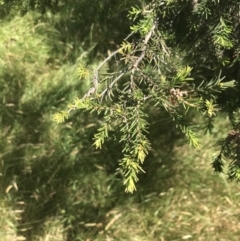 Melaleuca ericifolia at Rhyll, VIC - 16 Dec 2021