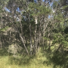 Melaleuca ericifolia at Rhyll, VIC - 16 Dec 2021 11:12 AM