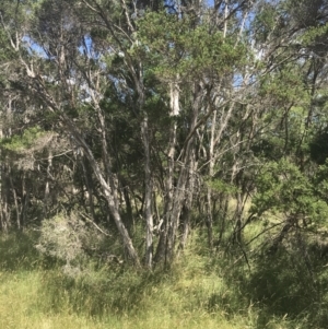 Melaleuca ericifolia at Rhyll, VIC - 16 Dec 2021